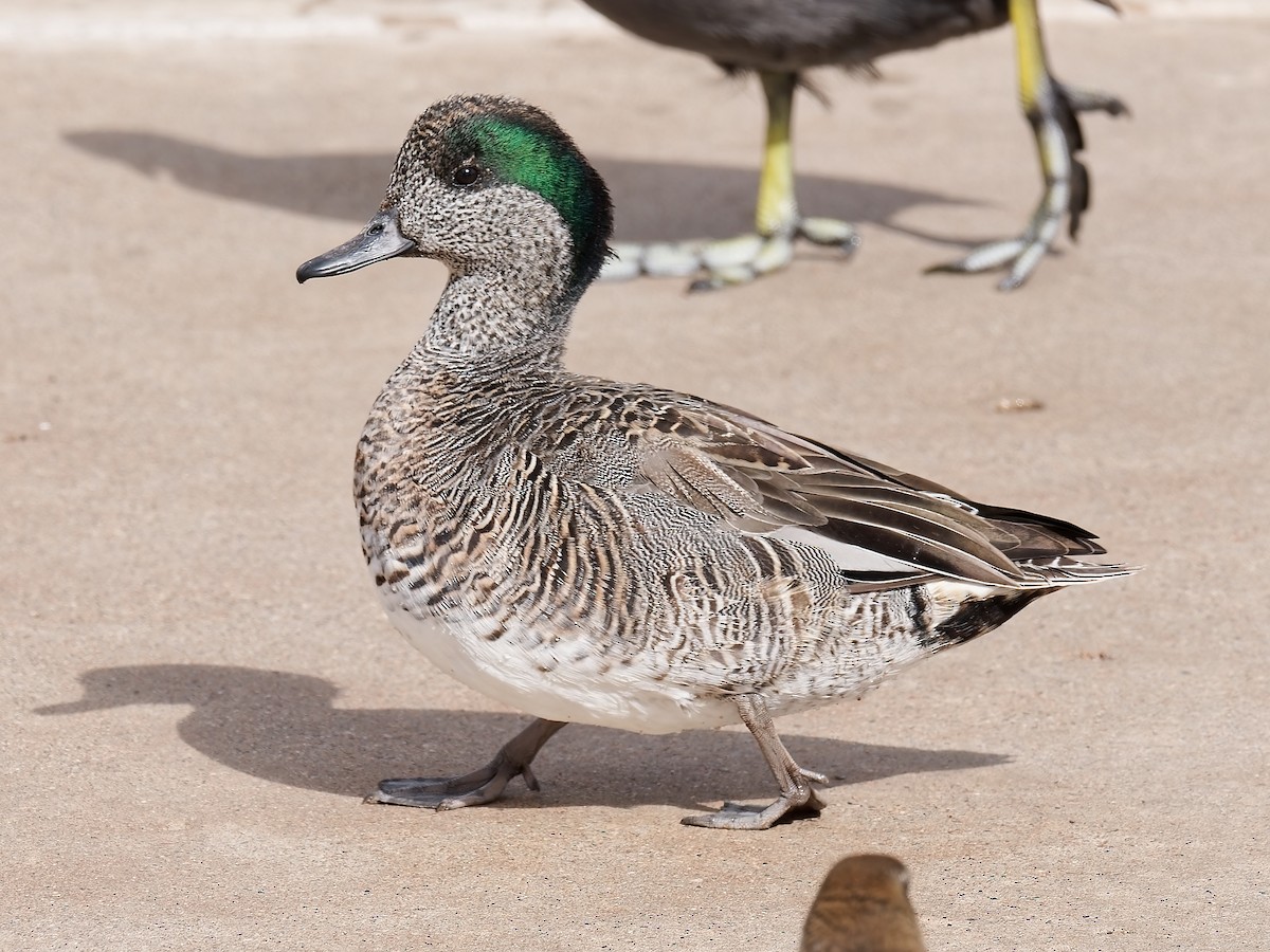 雑種 アメリカヒドリ ｘ コガモ - eBird