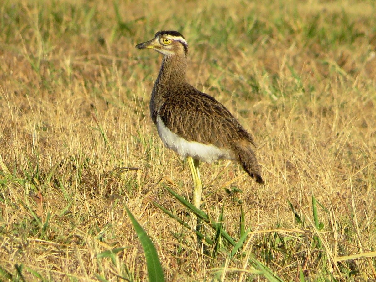 Double-striped Thick-knee - ML541303281