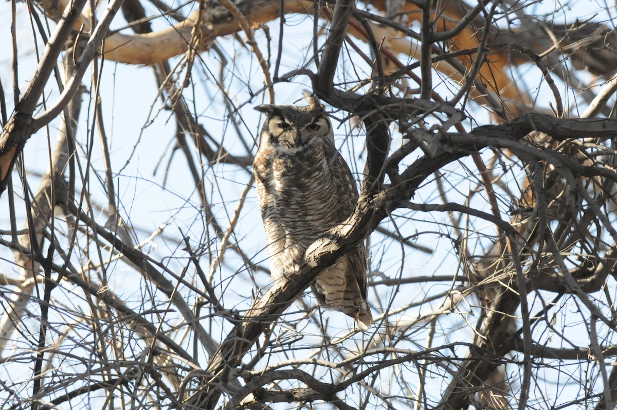 Great Horned Owl - ML541308491
