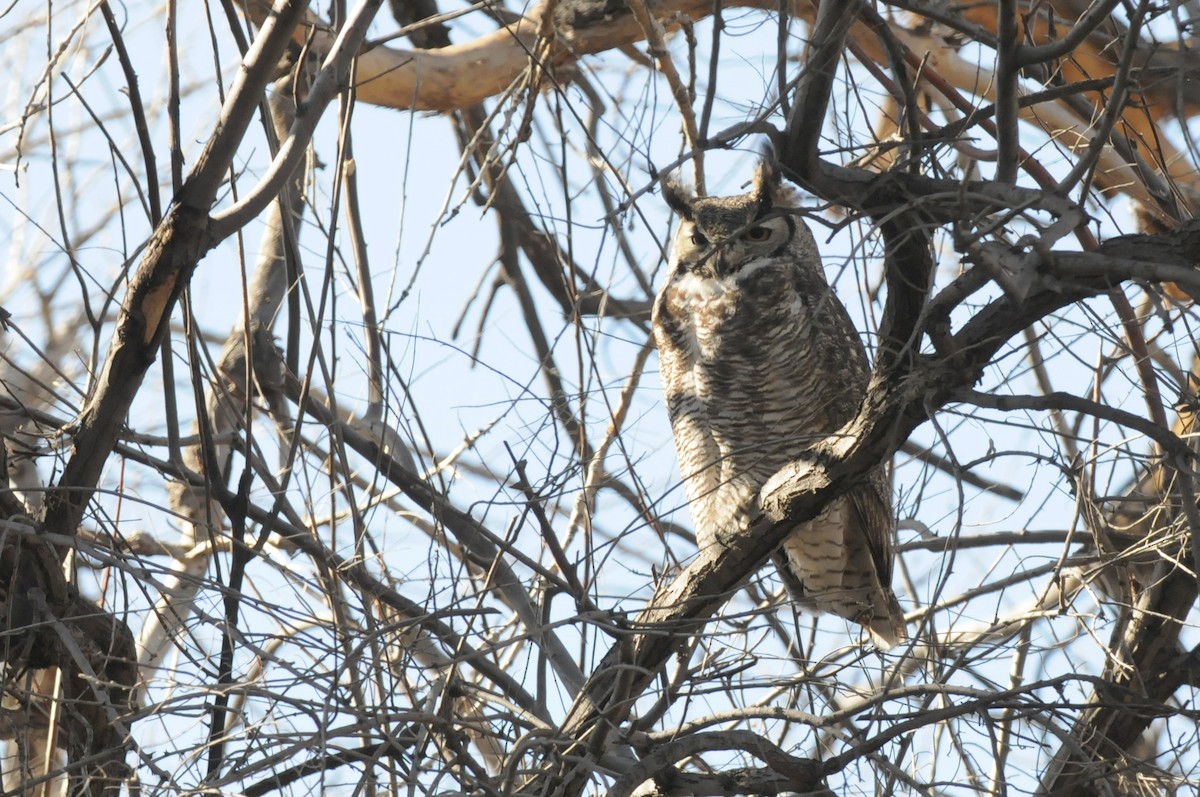 Great Horned Owl - ML541308501