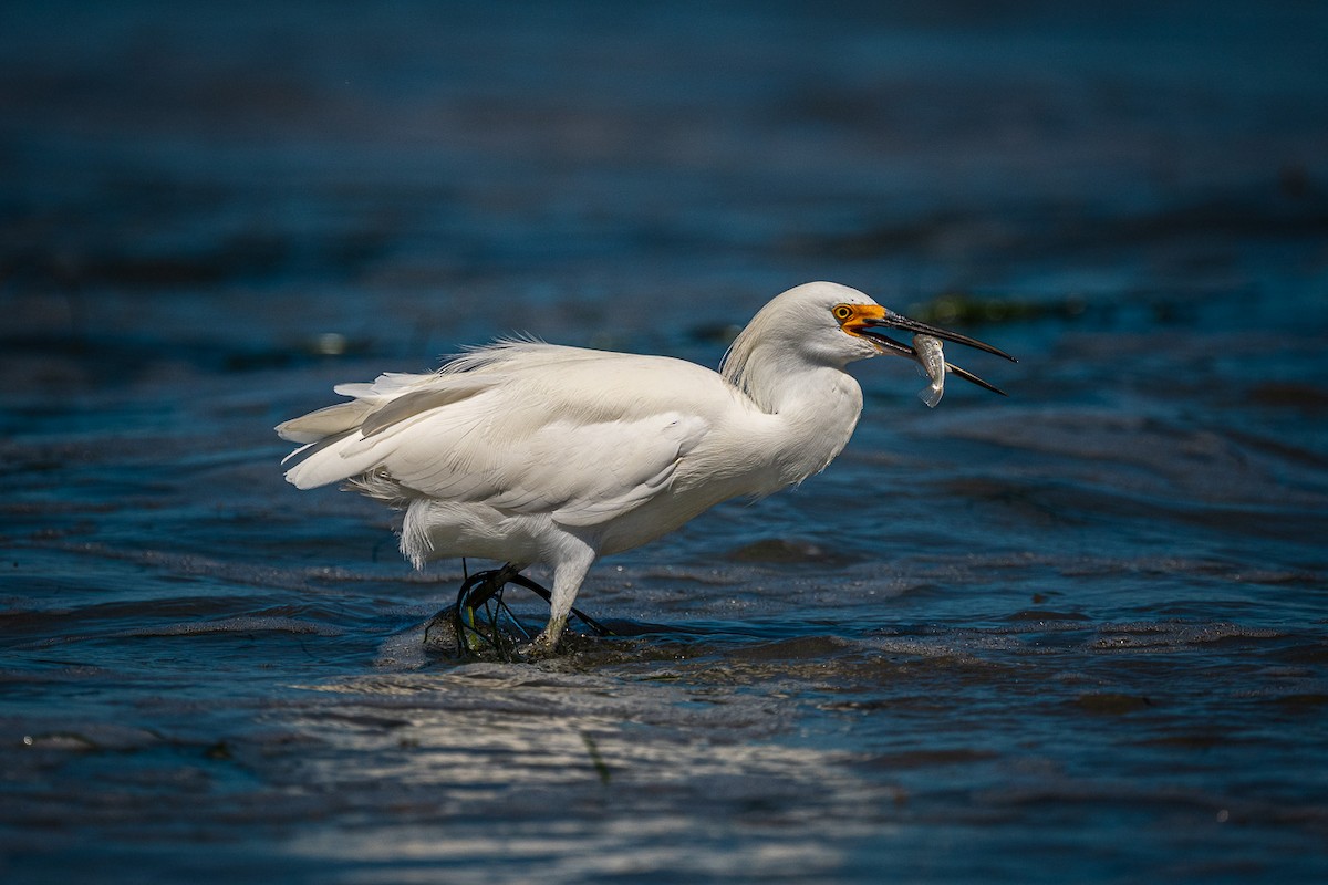 Snowy Egret - Chris  Rusnak