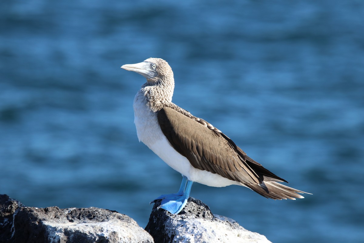 Blue-footed Booby - ML541311801