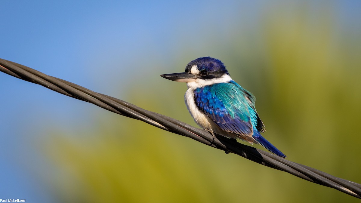 Forest Kingfisher - ML541314251