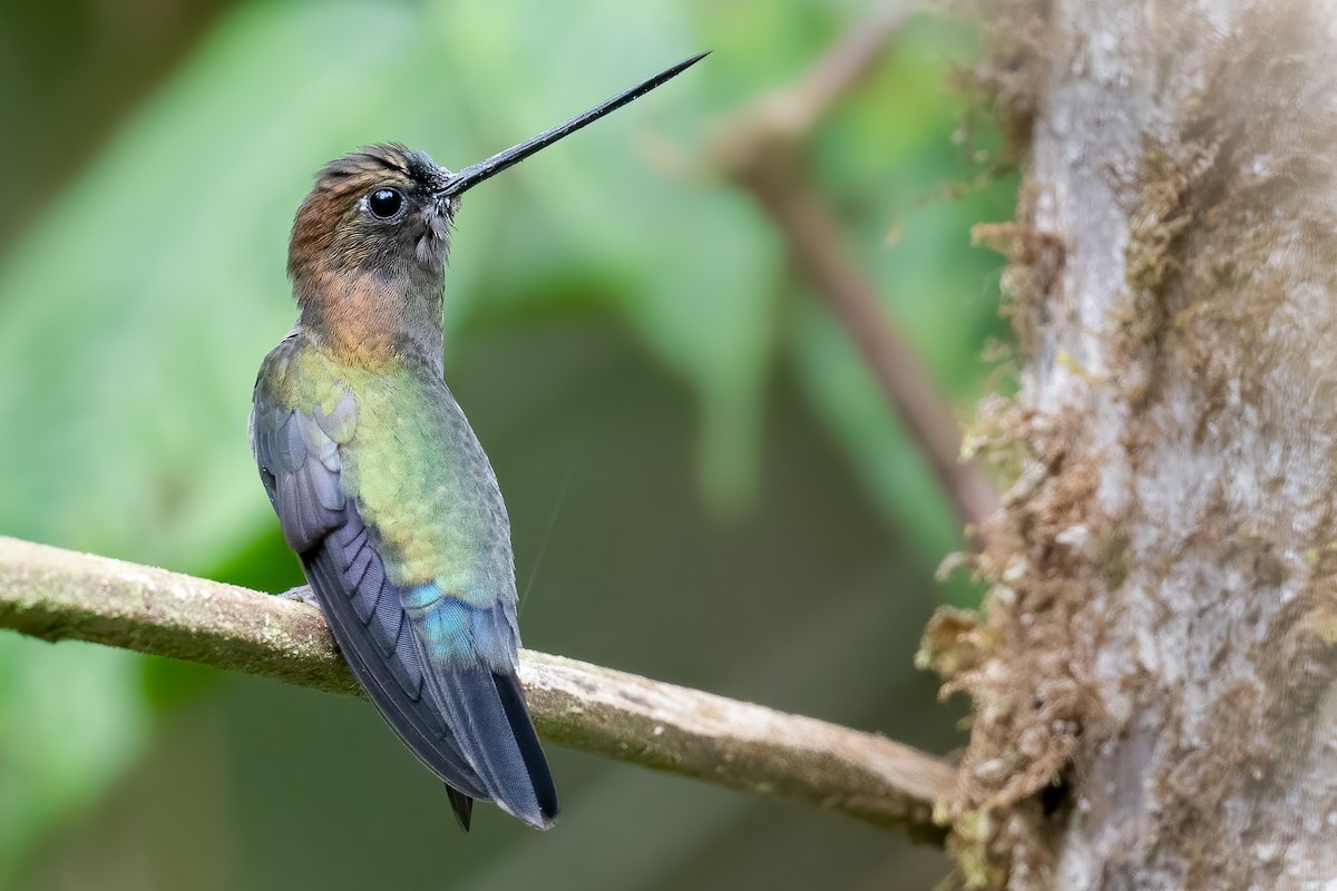 kolibřík zelenočelý - ML541315141