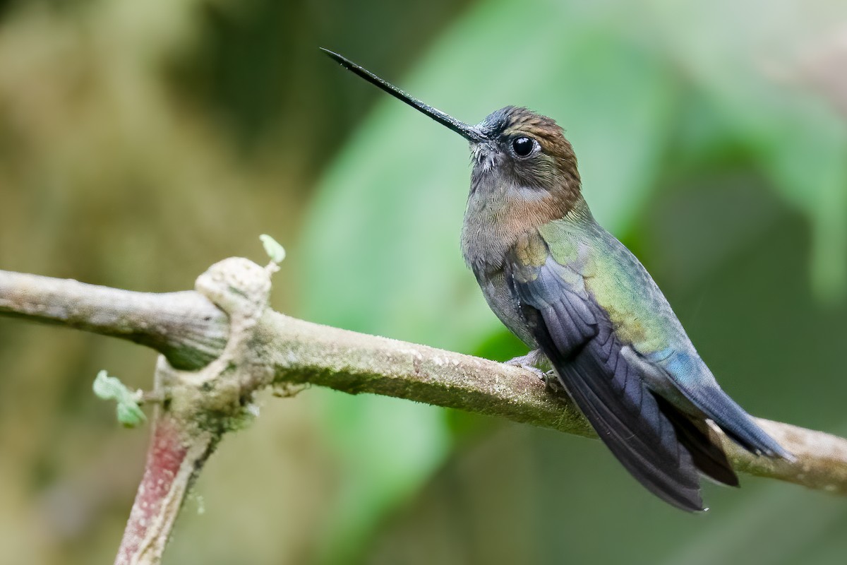 kolibřík zelenočelý - ML541315171