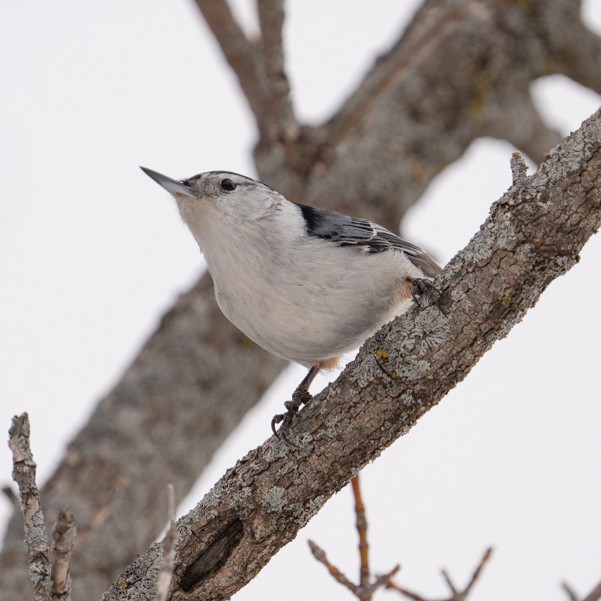 White-breasted Nuthatch - ML541320411