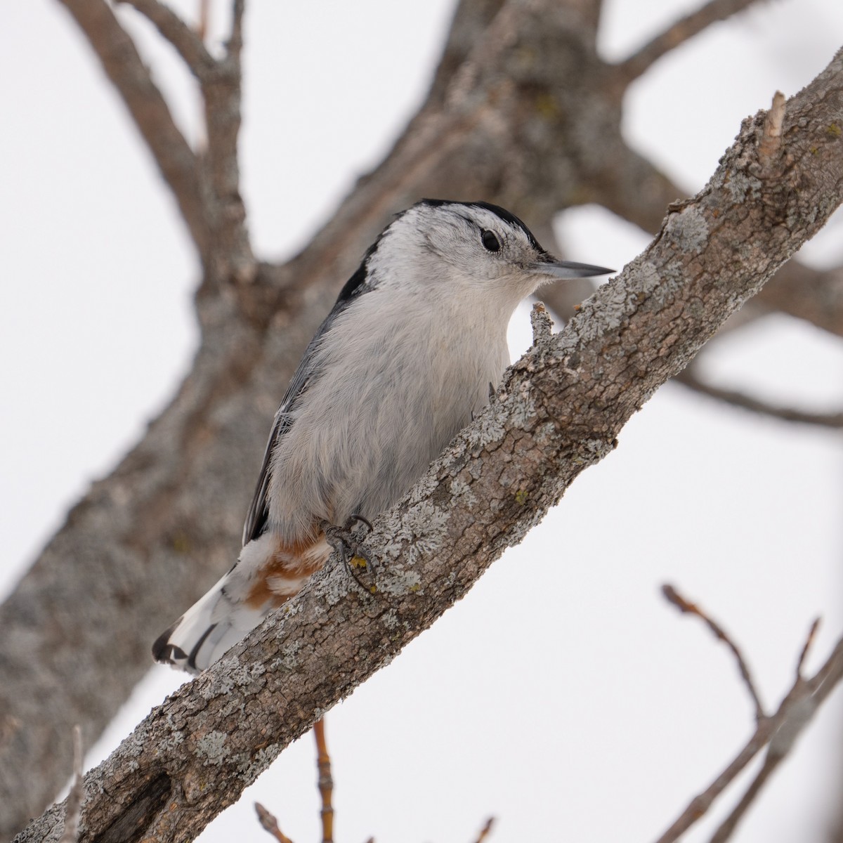 White-breasted Nuthatch - ML541320421