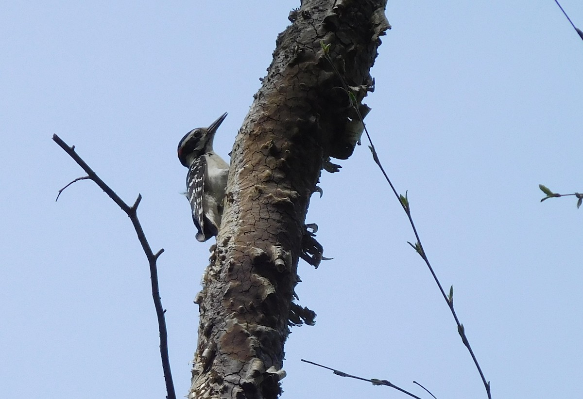Hairy Woodpecker - LynnErla Beegle