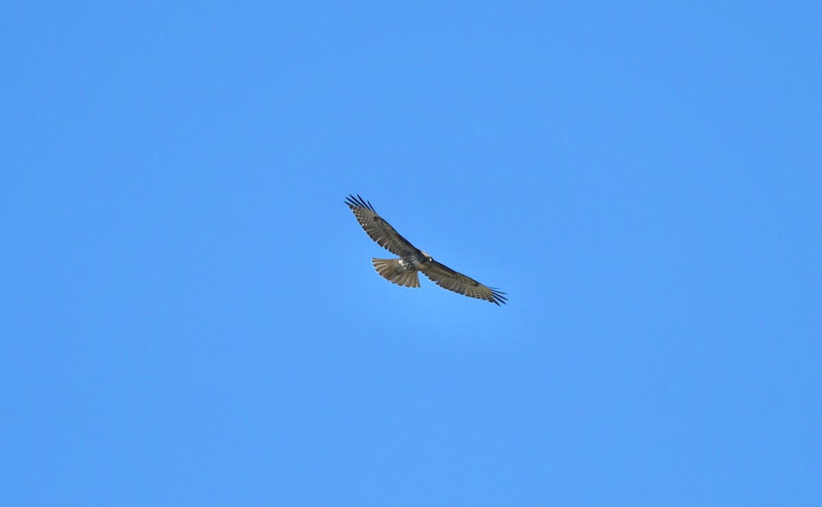 Red-tailed Hawk - ML541323591