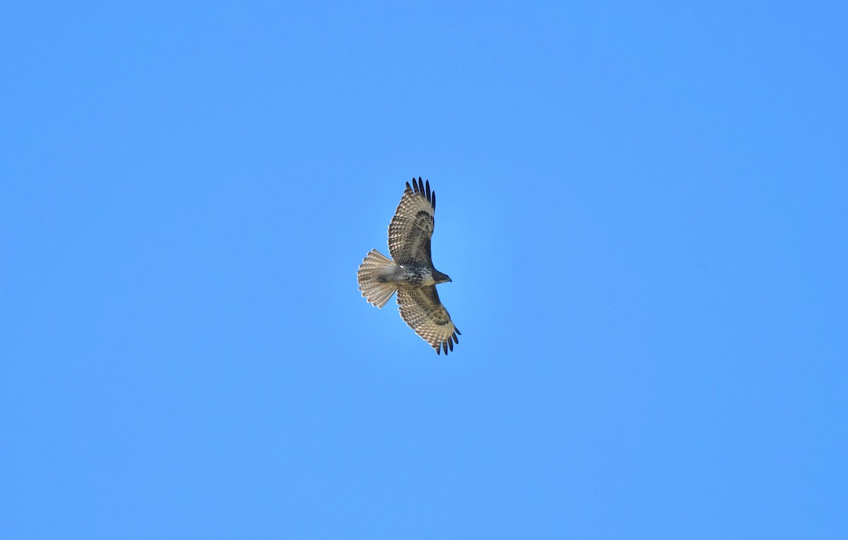 Red-tailed Hawk - ML541323601