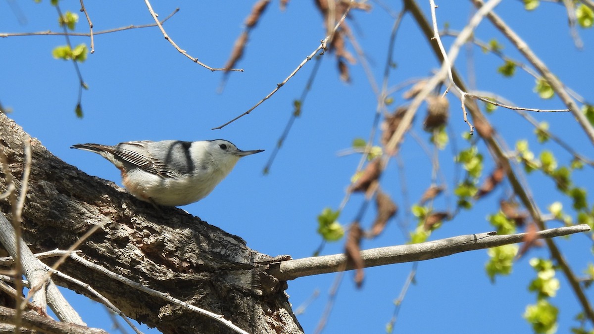 White-breasted Nuthatch - ML541324621