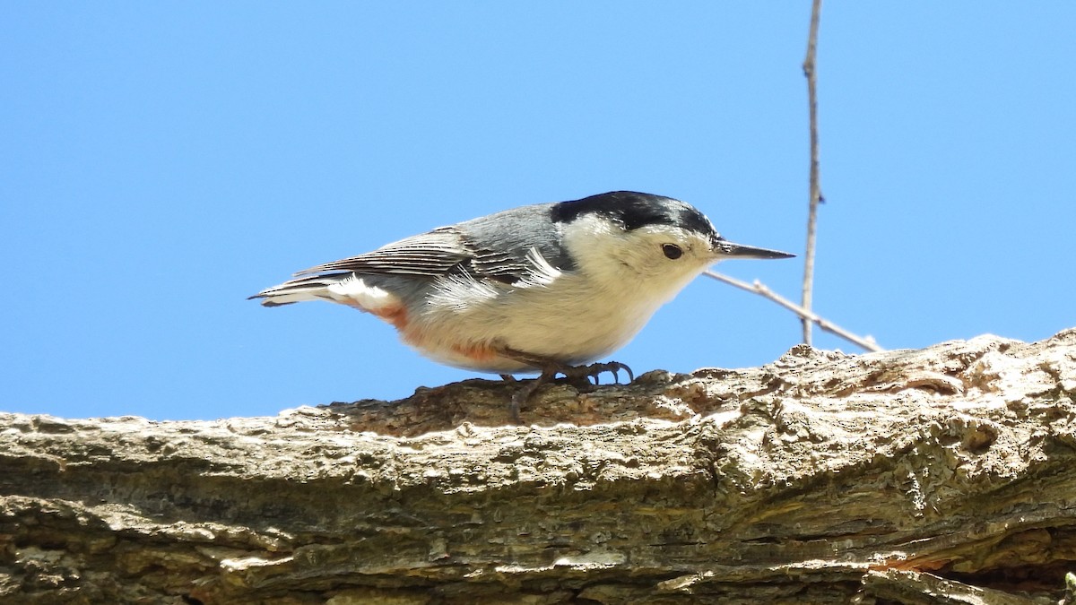 White-breasted Nuthatch - ML541324631