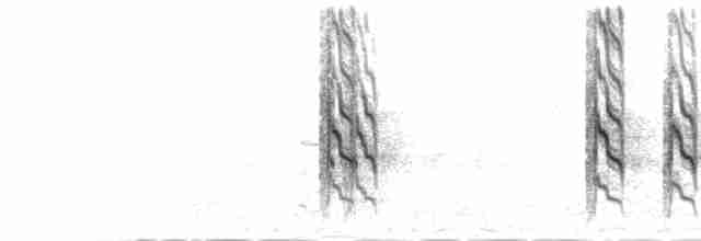  - Rose-ringed Parakeet