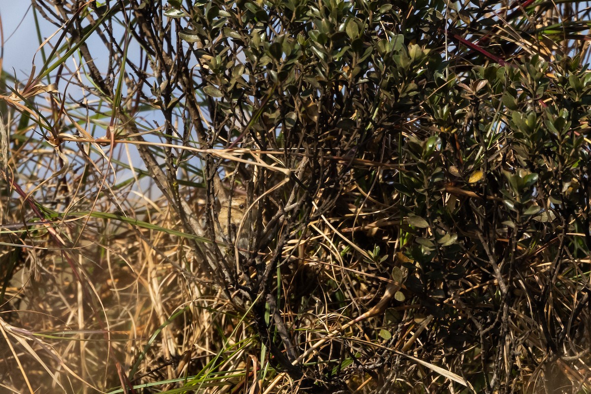 Grass Wren (Puna) - ML541326121