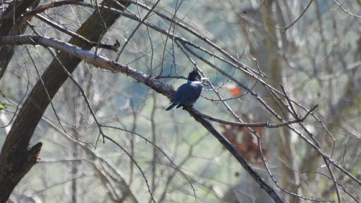 Belted Kingfisher - ML541326411