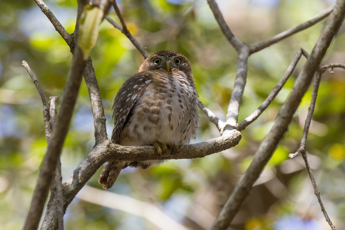 Cuban Pygmy-Owl - ML54132851