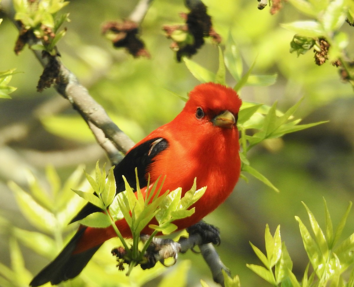 Scarlet Tanager - ML541332541