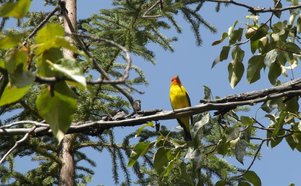 Western Tanager - ML541335091