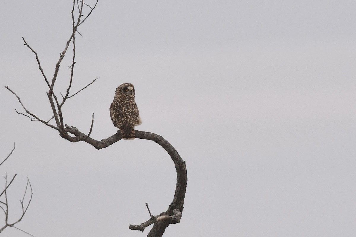Short-eared Owl - ML541335301