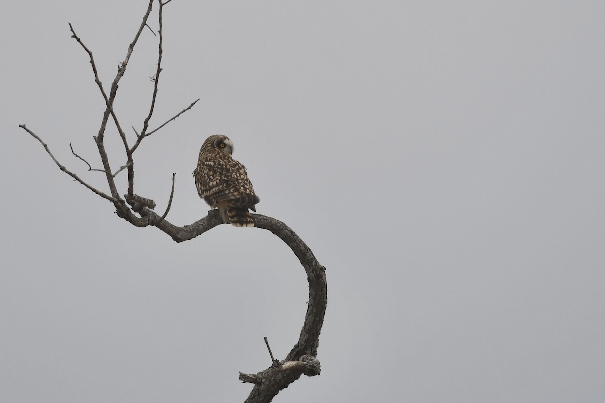 Short-eared Owl - ML541335341