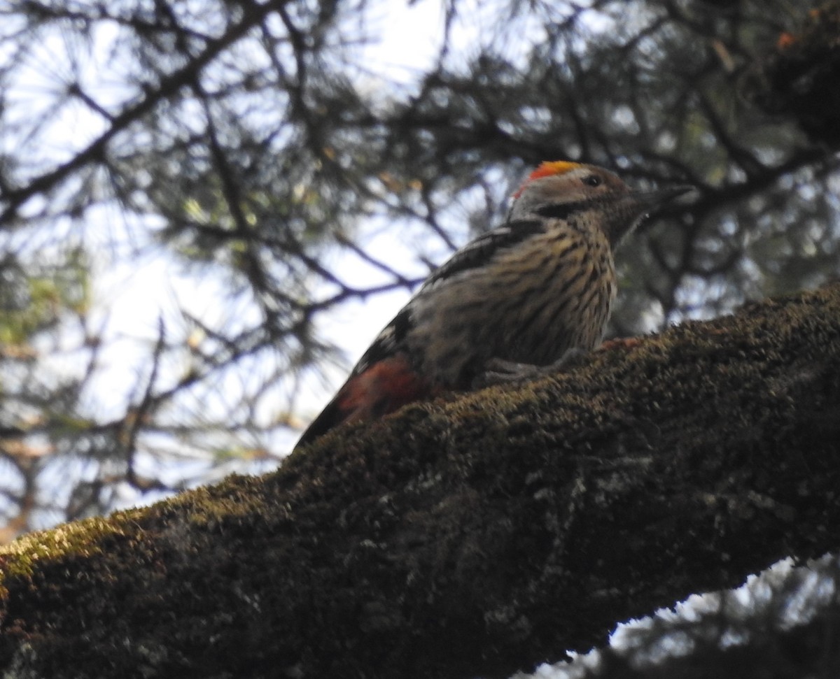 Brown-fronted Woodpecker - ML541337351