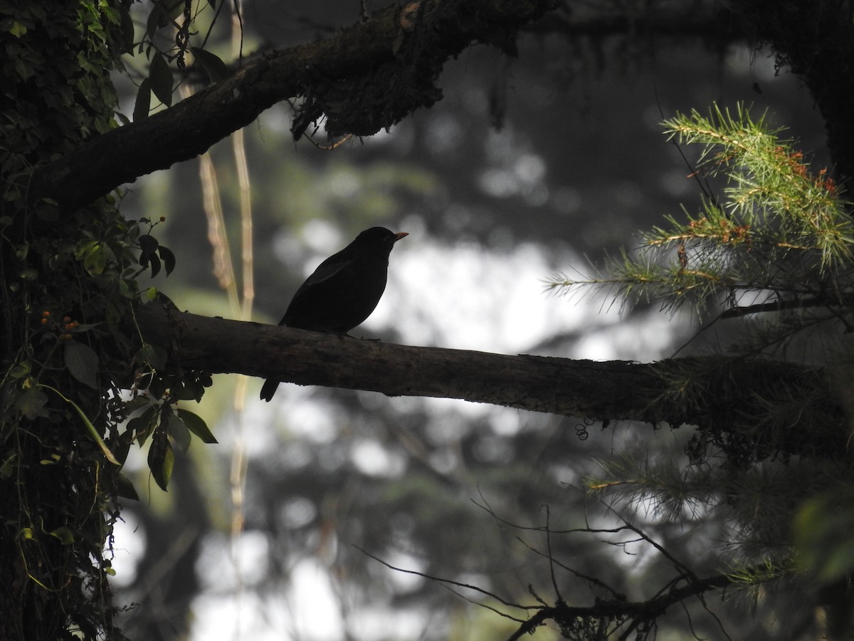 Gray-winged Blackbird - Manaswini Ghosal