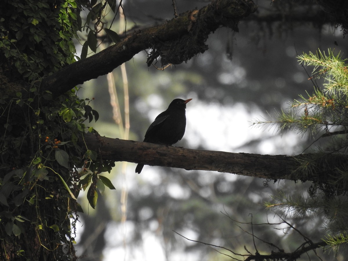 Gray-winged Blackbird - Manaswini Ghosal