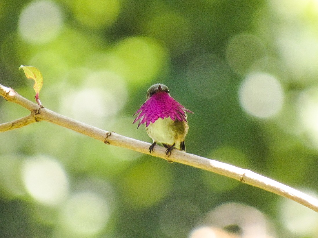 Wine-throated Hummingbird - Breden Urquia