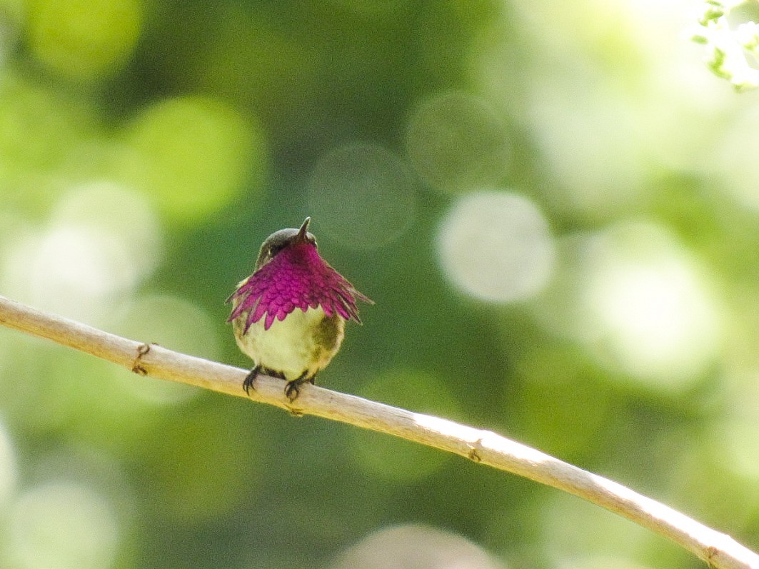 Wine-throated Hummingbird - Breden Urquia