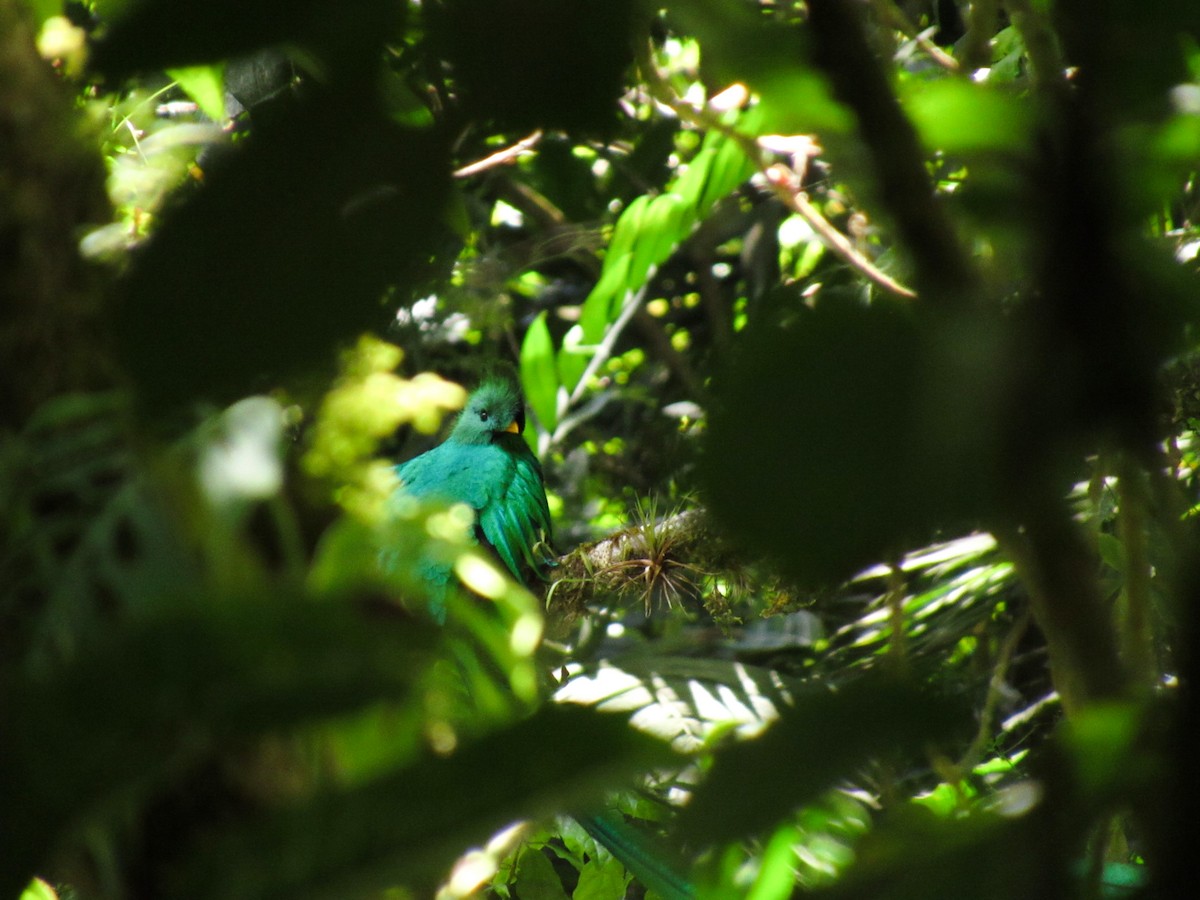 Quetzal Guatemalteco - ML541337981