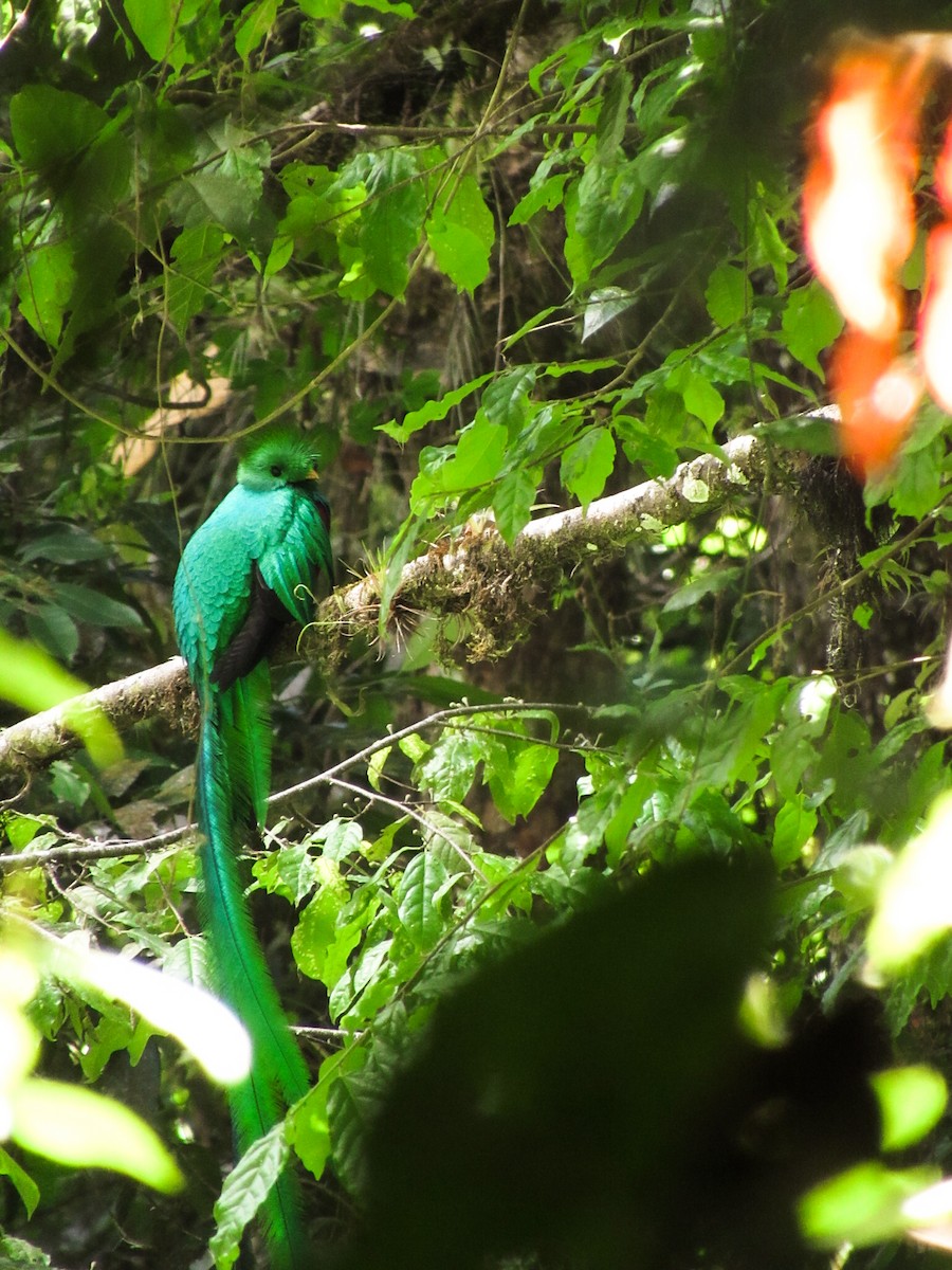 Resplendent Quetzal - Breden Urquia