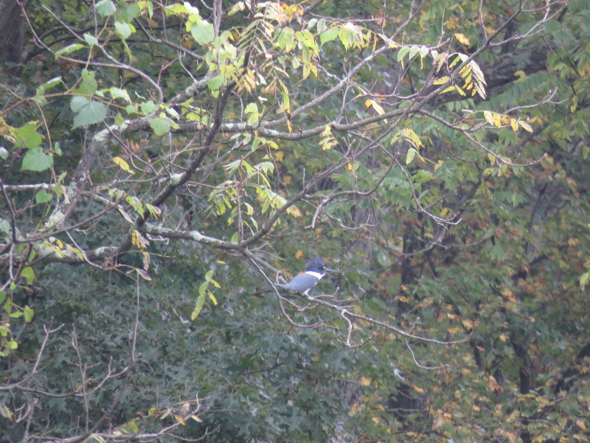 Belted Kingfisher - ML541338651