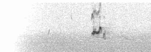  - Iberian Gray Shrike