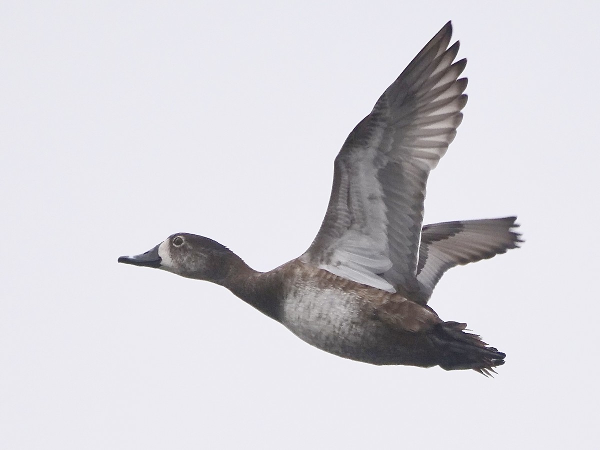 Ring-necked Duck - ML541340421