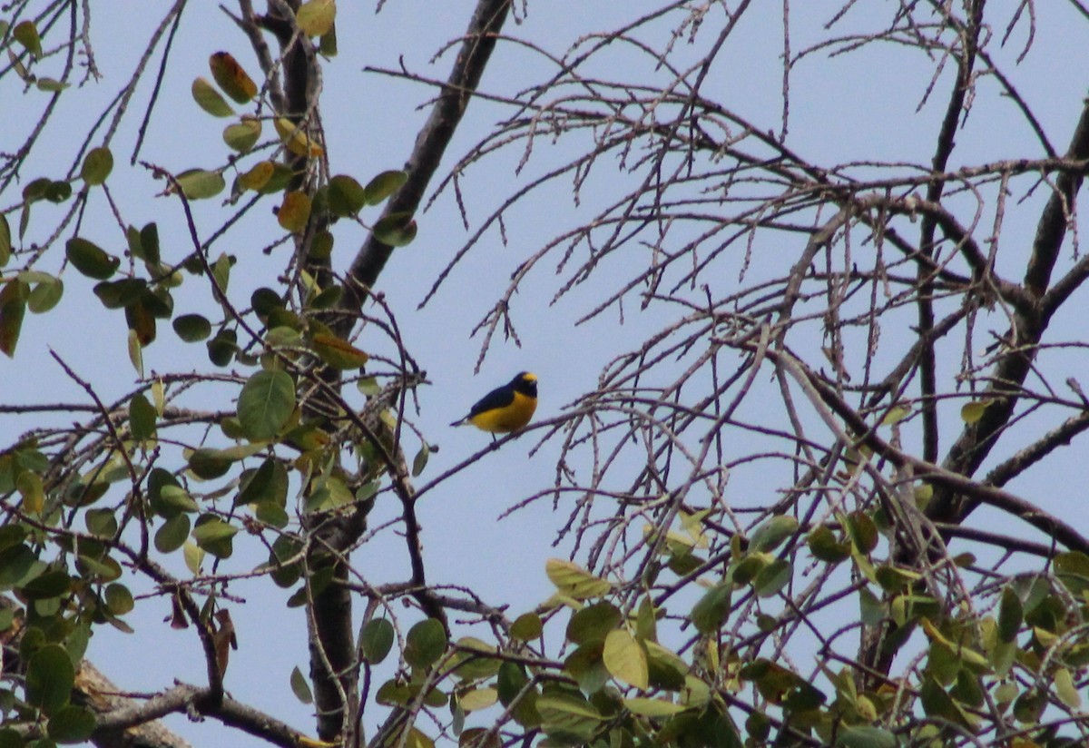 West Mexican Euphonia - ML541340601
