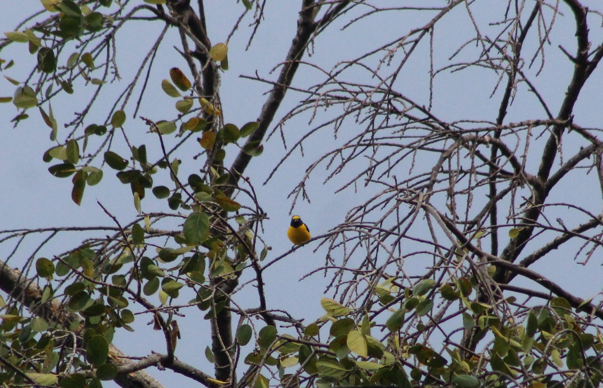 West Mexican Euphonia - ML541340621