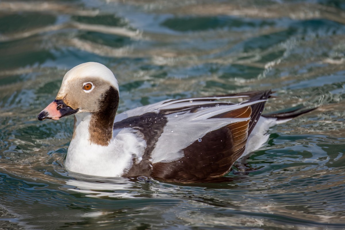 Long-tailed Duck - ML541344651