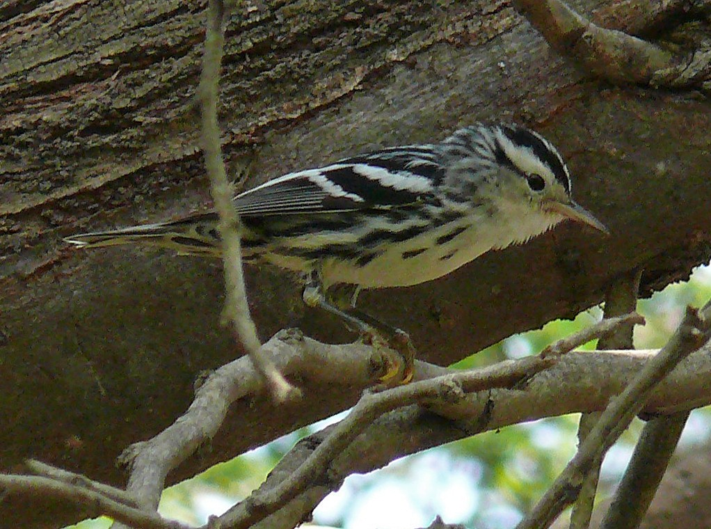 Black-and-white Warbler - ML54134501