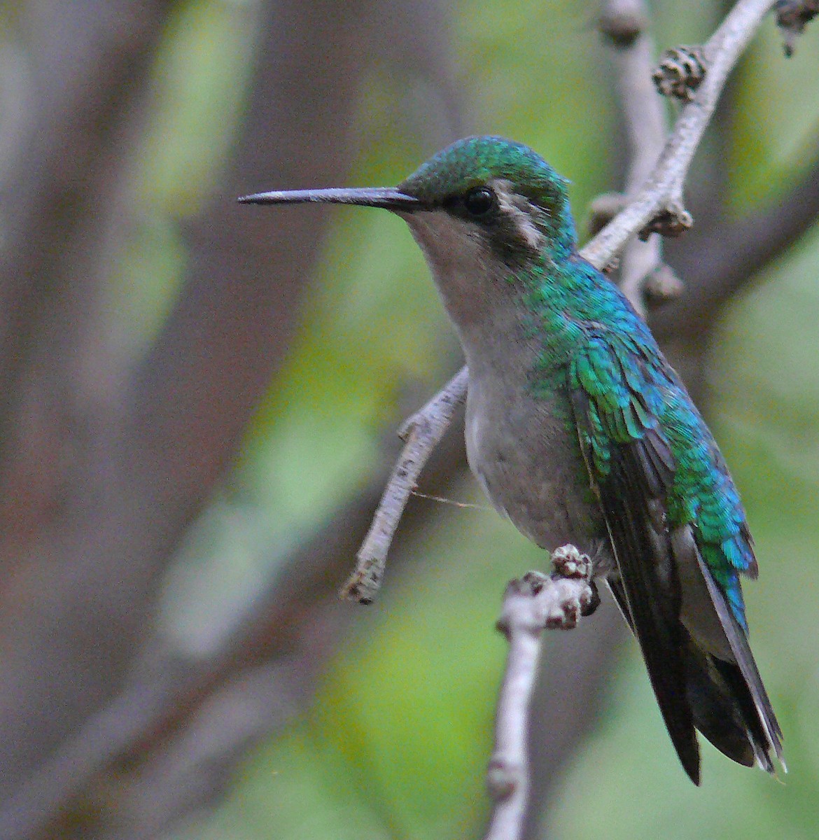 Blue-tailed Emerald - ML54134571