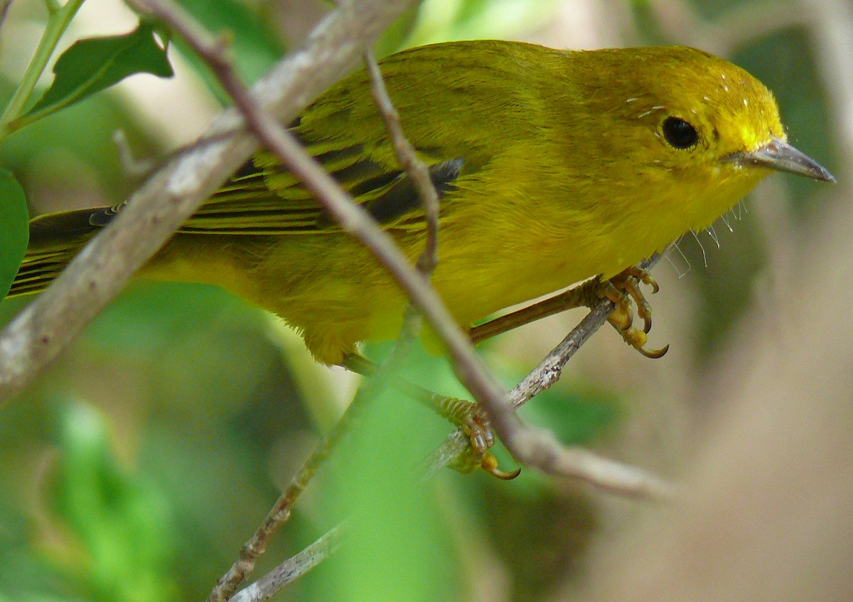 Yellow Warbler (Golden) - ML54134641