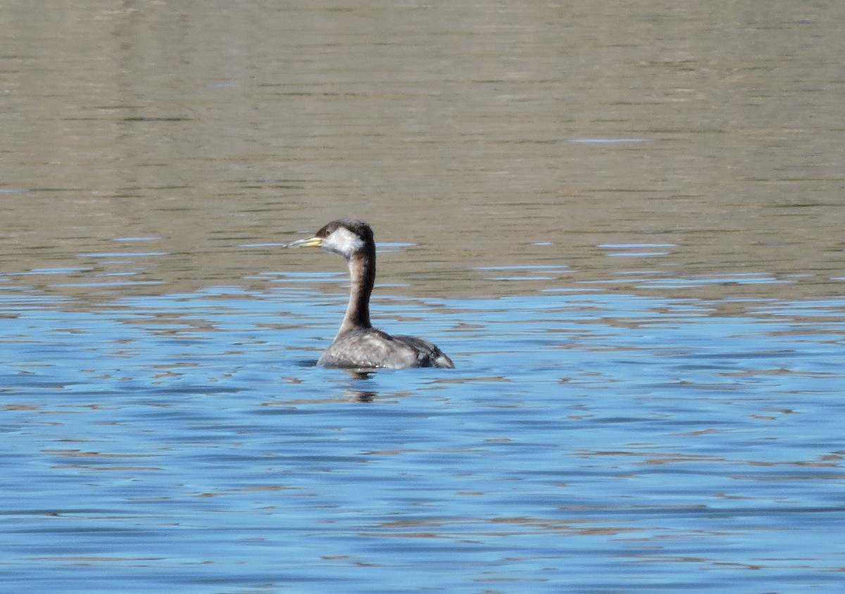 Red-necked Grebe - ML54134751