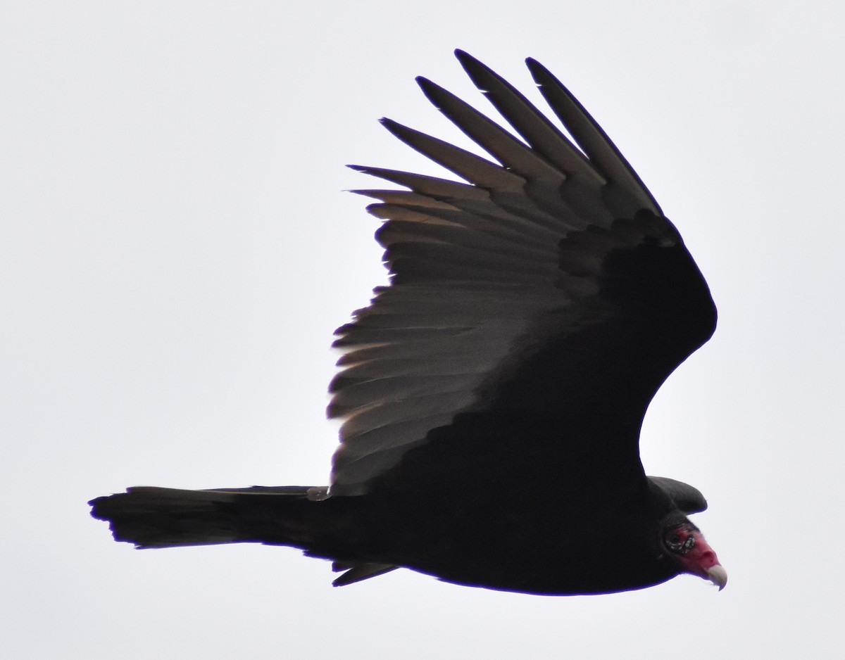 Turkey Vulture - ML541351351