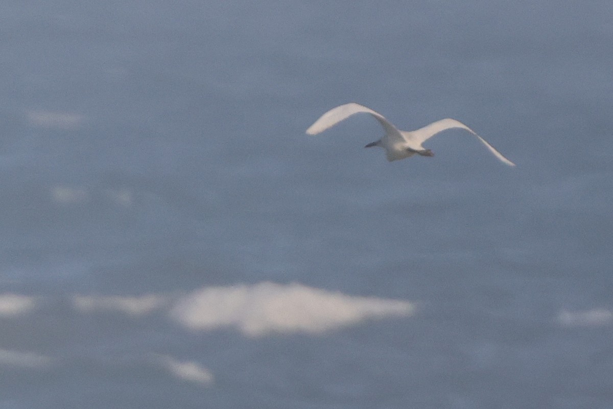 white egret sp. - ML541352271