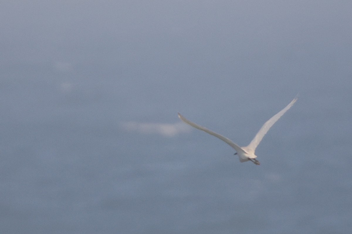 white egret sp. - ML541352401