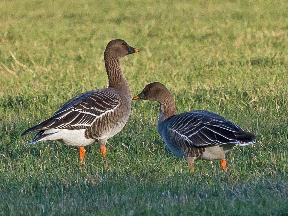 Taiga BeanGoose eBird