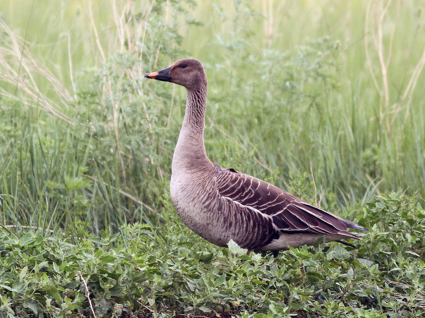 Taiga Bean-Goose - Jeremiah Trimble