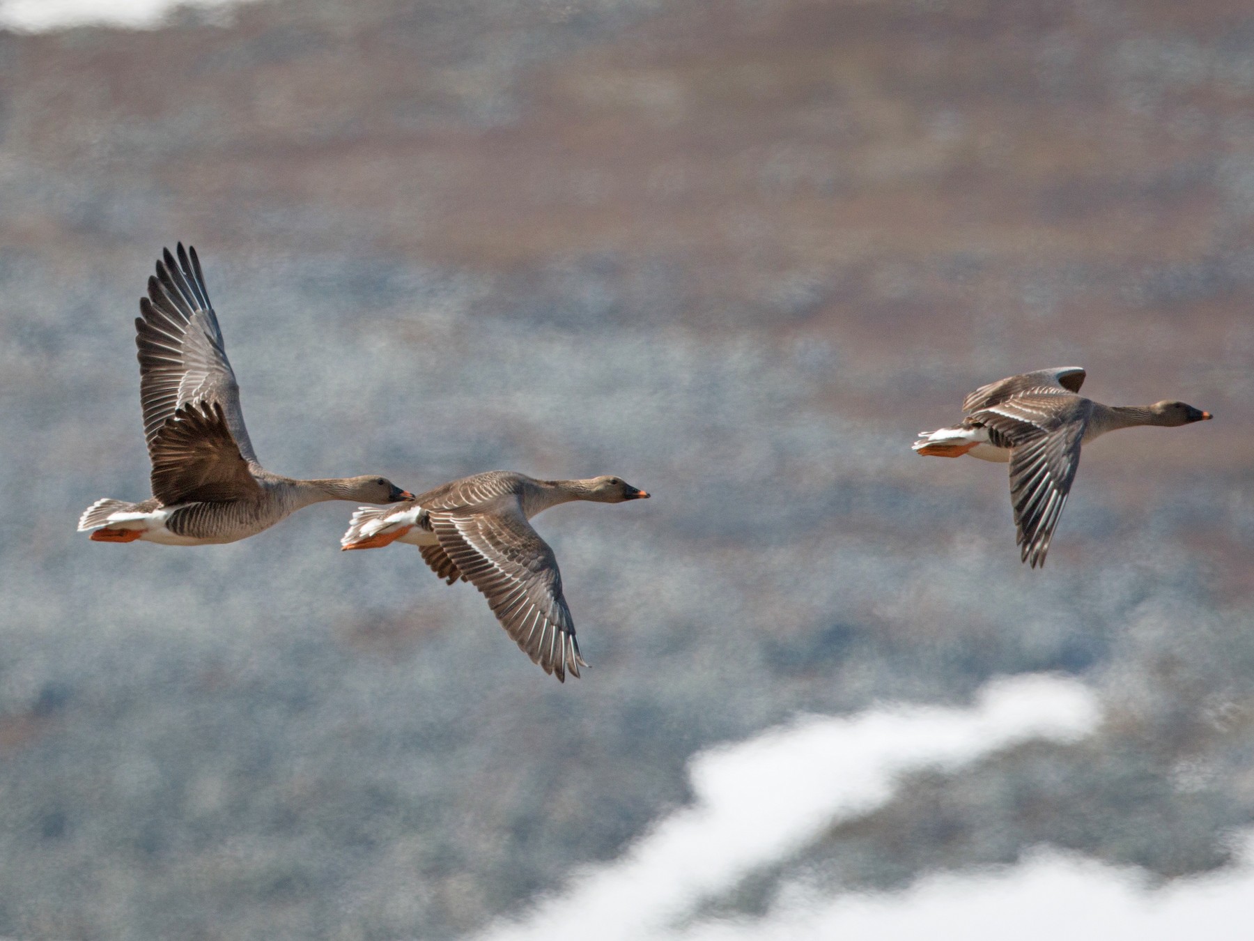 Taiga BeanGoose eBird