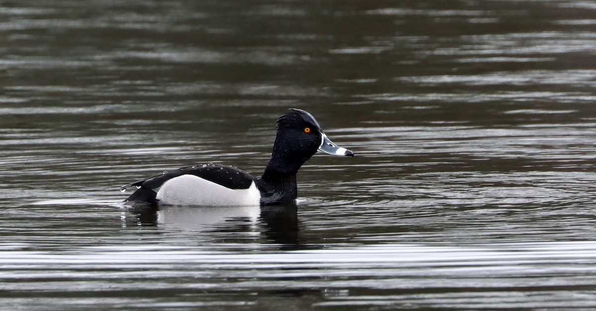 Ring-necked Duck - ML541359641