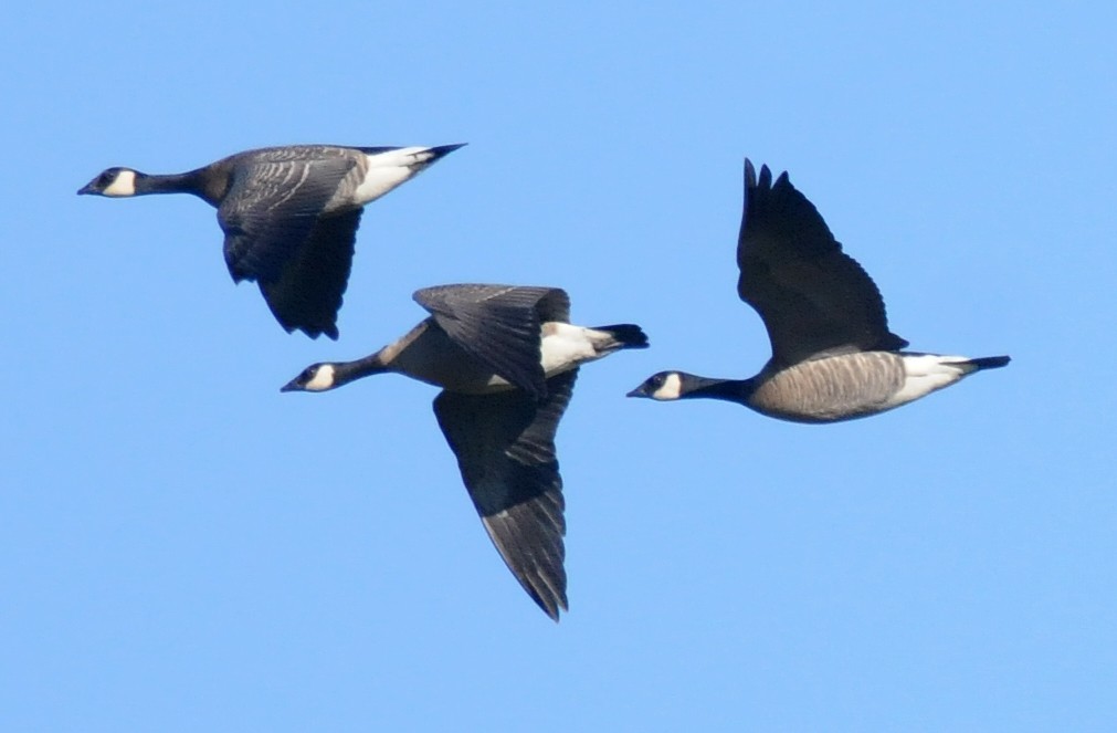 Cackling Goose (minima) - ML54136021