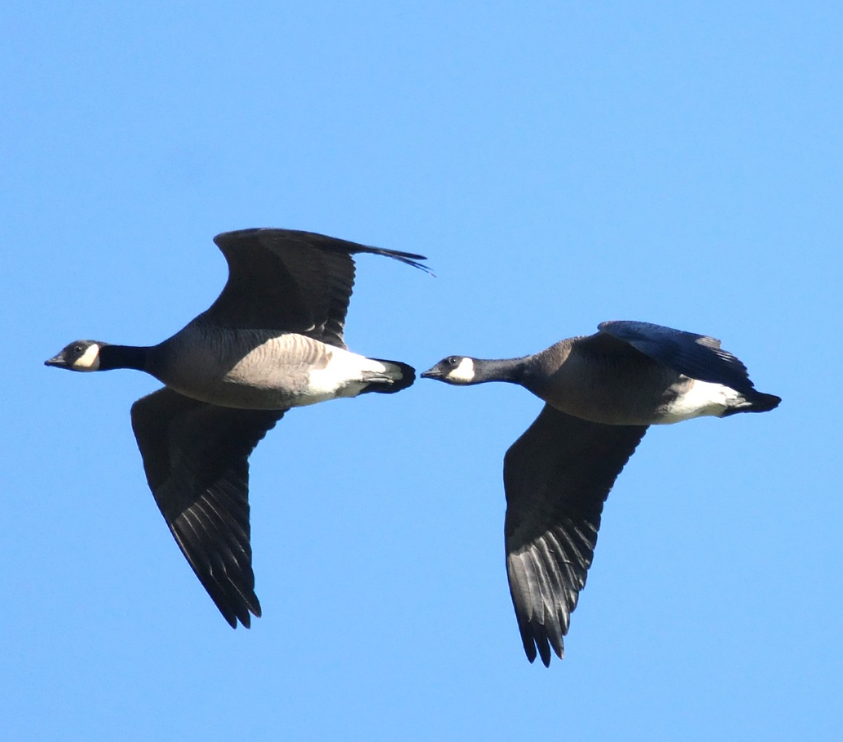 Cackling Goose (minima) - ML54136081